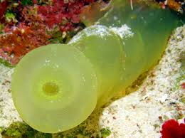 Image result for Tunicate green