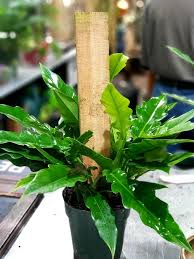 We did not find results for: Ruibal S Plants Philodendron Jungle Boogie Origin Facebook