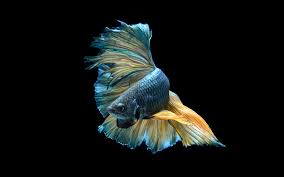 Check spelling or type a new query. Ikan Cupang Png Hoby Xyz