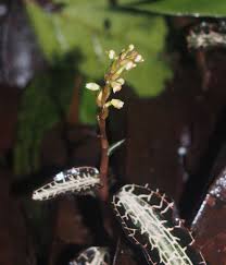 Image result for Goodyera