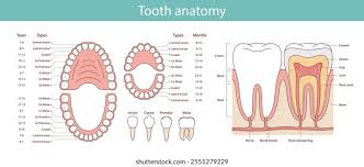 Image result for Tooth Anatomy