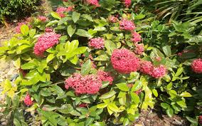 Maybe you would like to learn more about one of these? Nora Grant Ixora For Sale Naples