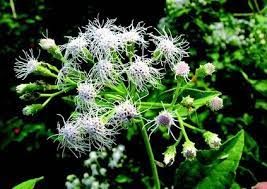 Sep 21, 2020 · other names of awolowo leaf: Awolowo The Plant Encyclopedia The Green Institute