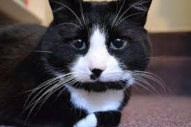 Kedi Smokin Hayvan Evcil Hayvan Beyaz Siyah Sevimli Memeli Yerli Portre Pikist