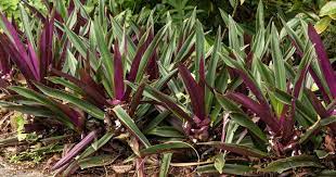 Oyster plant on red background. How To Care For Oyster Plant Tradescantia Spathacea