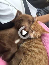 and finally these two angels dreaming their big dreams together dogs dream big dog cat