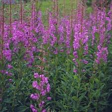 Image result for Epilobium stereophyllum