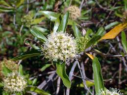 Image result for Nuxia oppositifolia