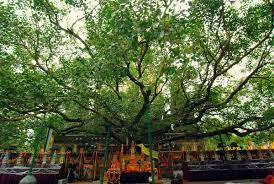 Somewhereindhamma Blogspot Com Famous Trees Bodhi Tree Sri Maha Bodhi