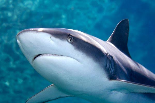 Resultado de imagen para tiburon gris"