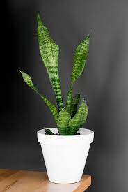 Its shallow depth and drainage hole make it the perfect choice for succulent gardening. The Most Effective Ways To Cover Drainage Holes In Pots