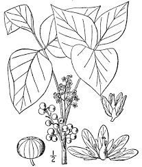 We did not find results for: Ivy Coloring Pages Best Coloring Pages For Kids