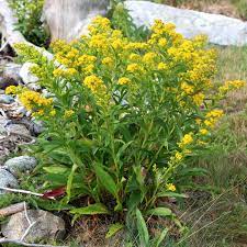 Goldenrods Seaside Goldenrod Solidago Sempervirens Seeds Wild Seed Project Shop
