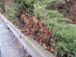 Find photos of juniper bush. Drought Tolerant Plants The Junipers Awkward Botany