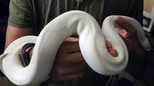 Here at dynasty reptiles we specialize in ball python morphs. Blue Eyed Lucy Youtube