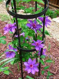 Another compact one is konigskind which is purple colored (sometimes listed as climador). Clematis Sherry S Place