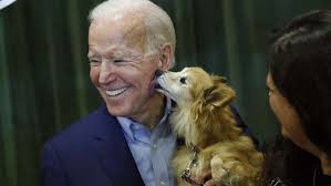 Perhaps champ and major will get recommendations on west wing living from predecessors bo and sunny obama. Neue First Dogs Diese Hunde Ziehen Mit Joe Biden Ins Weisse Haus Ein Panorama Stuttgarter Nachrichten