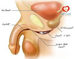 أسباب ضيق مجرى البول وعلاجه
