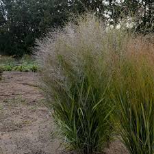 Image result for Panicum monticola