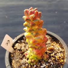 Image result for Monadenium friesii