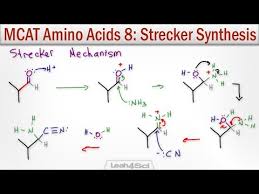 Videos Matching Amino Acid Synthesis Revolvy