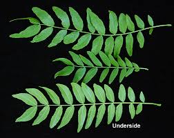 Image result for Tricalysia acocantheroides