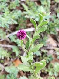 Image result for Sphaeranthus peduncularis