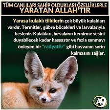 Https Www Instagram Com Bilgikupu Tv Bilgi Serum Hayvan