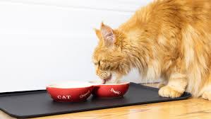 As kidney disease progresses, your dog will need to have lower levels of. Renal Kidney Care Cat Food Purina