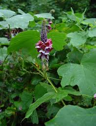 Image result for Pueraria