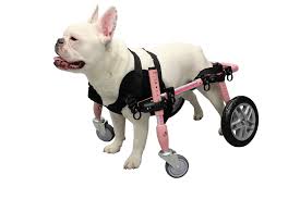 Front Neoprene Harness For Walkin Wheels Dog Wheelchair Dog Wheelchair Diy Dog Wheelchair Dogs