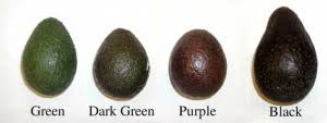 Image result for Dark Avocado 1983 Fedders