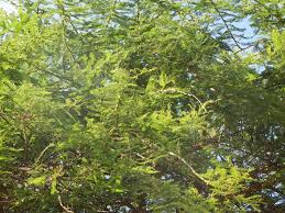 Image result for Acacia abyssinica