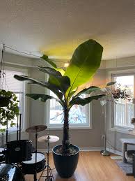 Image result for Musa Cavendish