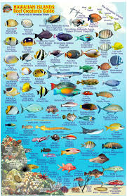Hawaiian Islands Map Coral Reef Creatures Guide Franko