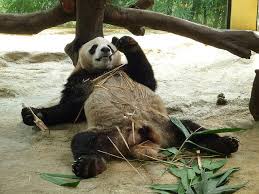 Panda Bamboo Lazy Panda Panda Panda Bear Bored Panda
