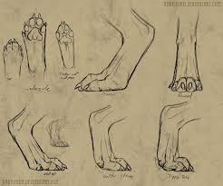 Pin On Animal Anatomy