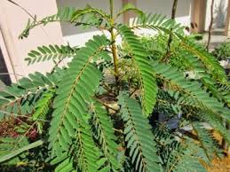 Sebagai sumber mineral dapat ditambahkan garam atau mineral mix. Cara Berternak Kambing Etawa Pe Senduro 2018