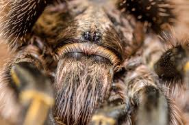 Tarantulas mainly eat insects using ambush as their primary method of prey capture. Tarantula Eyes Stock Photo Adobe Stock