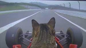 Check spelling or type a new query. Cute Cat In A Car Fur Nando Kotetu S F1 Debut Wapcar