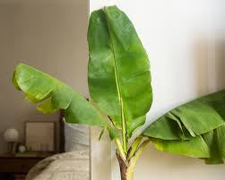 Image result for Musa sp. (Ornamental bananas)