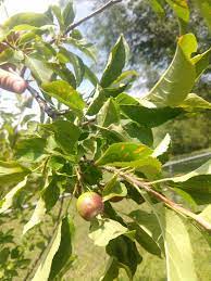 Discover tips on marketing your produce and managing your business. Can Copper Fungicide Be Used On An Apple Tree With Fruit Already Growing Gardening Landscaping Stack Exchange