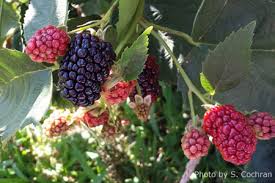 A fruit tree is a tree which bears fruit that is consumed or used by humans and some animals — all trees in horticultural usage, the term 'fruit tree' is limited to those that provide fruit for human food. Fruit Trees Small Fruits Nebraska Extension In Lancaster County
