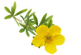 Fiori gialli spontanei sardegna / scopriamo le propieta del profumatissimo elicriso cagliari vistanet : Fiori Spontanei Per La Festa Della Mamma Pollicegreen