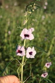 Image result for Sesamum triphyllum