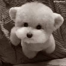Search, discover and share your favorite puppy thank you gifs. Cute Puppy Thank You Gifs Tenor