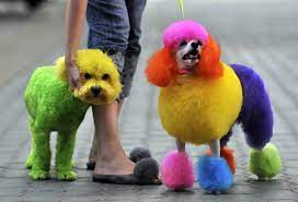 How To Dye A Dog S Hair At Home Using Kool Aid Dog Dye Dyed Dog Rainbow Dog