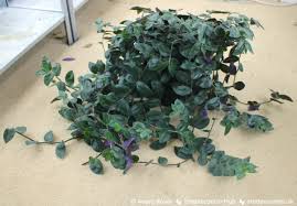 Image result for Tradescantia
