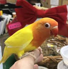 Gorgeous Lutino Fischer Lovebird African Lovebirds Love Birds Birds