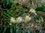 Image result for Ochna afzelii